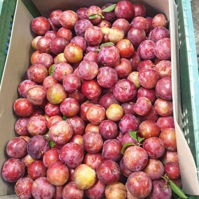 西瓜李5_620.jpg 西瓜李5_620.jpg