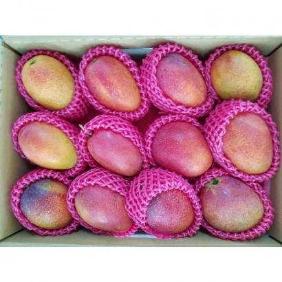 LINE_ALBUM_芒果樹夏2.5KG_9-12顆__260205_2.jpg LINE_ALBUM_芒果樹夏2.5KG_9-12顆__260205_2.jpg